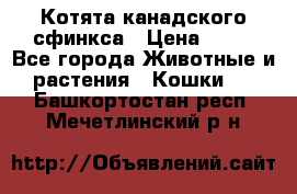 Котята канадского сфинкса › Цена ­ 15 - Все города Животные и растения » Кошки   . Башкортостан респ.,Мечетлинский р-н